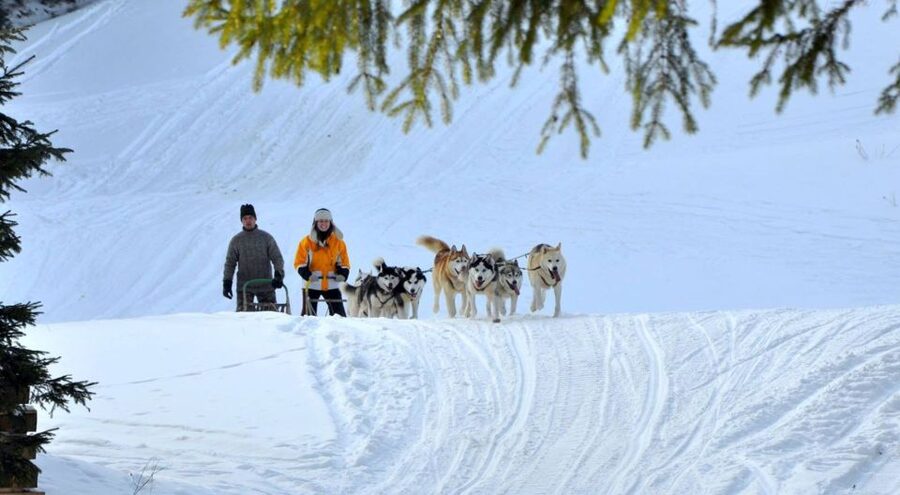 From Krakow: Dogsled Ride in Tatra Mountain - Key points to know before booking