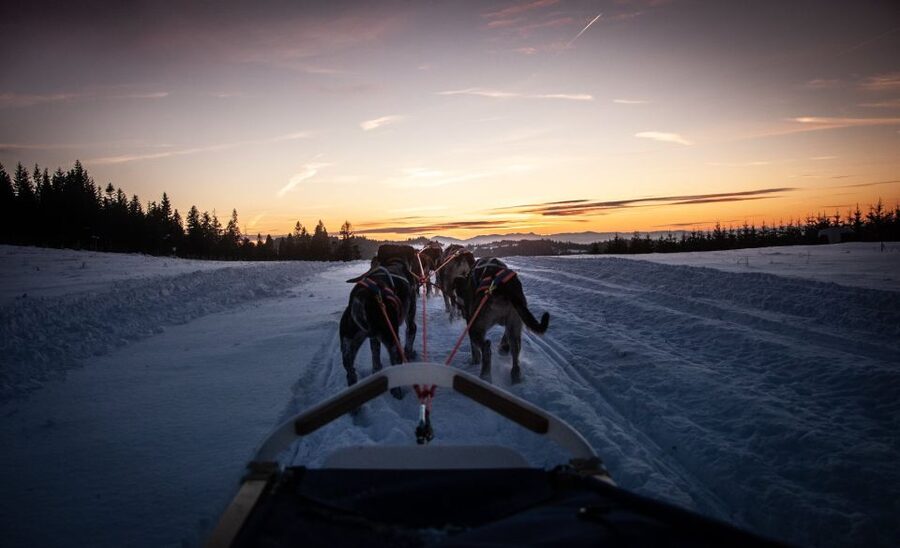 From Krakow: Dogsled Ride in Tatra Mountain - Should you book the Krakow husky ride?