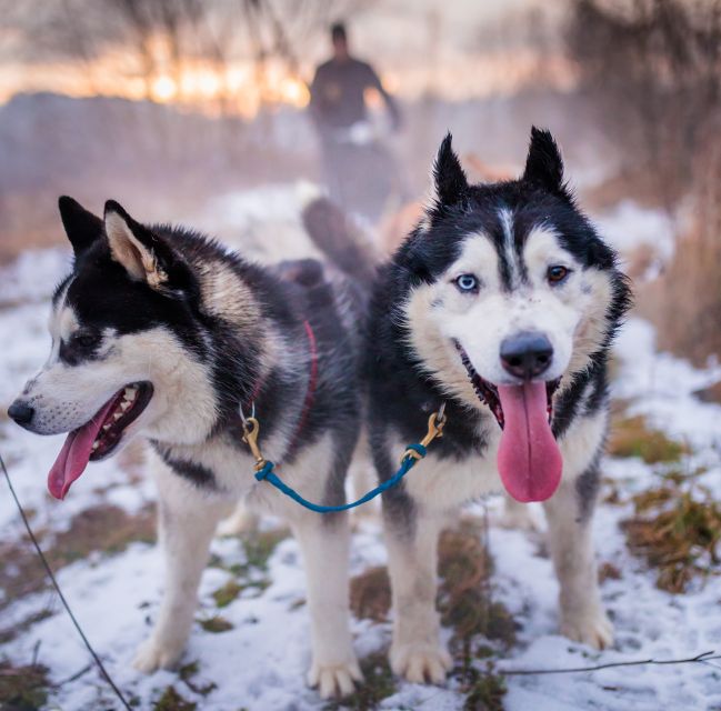 From Krakow: Dogsled Ride in Tatra Mountain - The long road from Krakow to the Tatras