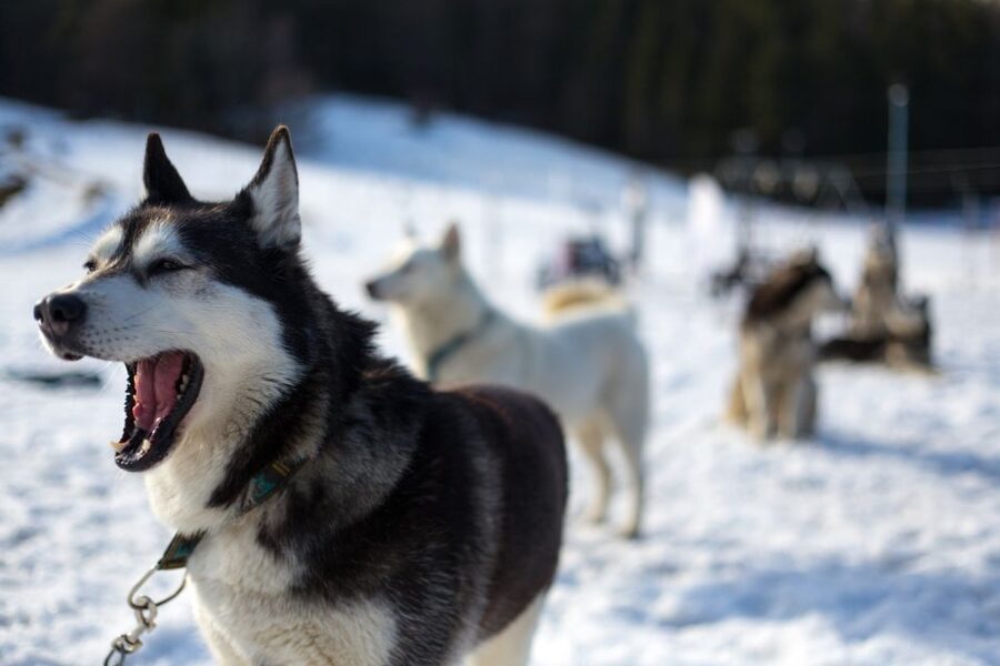 From Krakow: Dogsled Ride in Tatra Mountain - What the transport adds, and what it takes away