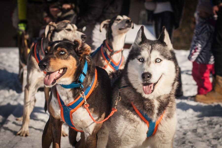 From Krakow: Dogsled Ride in Tatra Mountain - Is $391 a fair price?