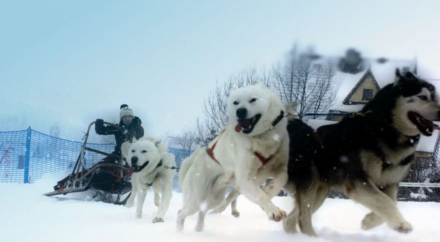 From Krakow: Dogsled Ride in Tatra Mountain - What to wear and how to prepare