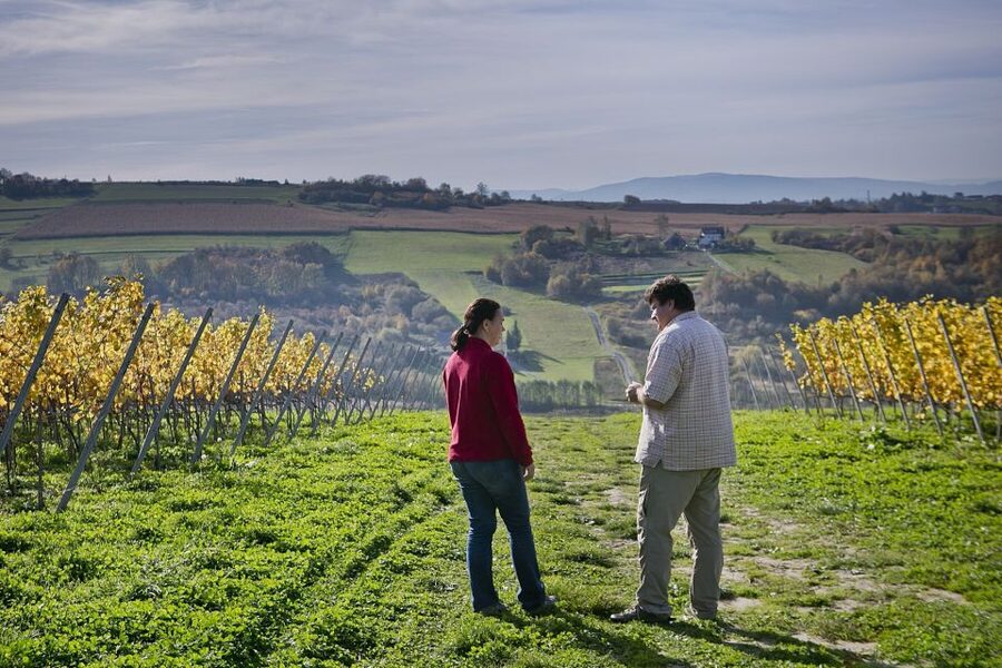 From Krakow: Wine Tasting at Vineyard - Adding cheese or local cold cuts