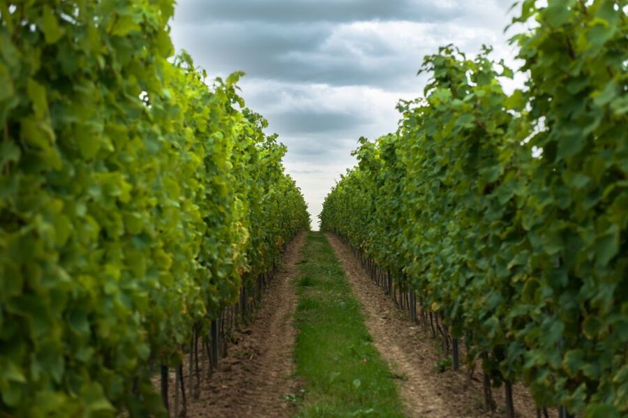 From Krakow: Wine Tasting at Vineyard - Is $224 a fair price for three hours?