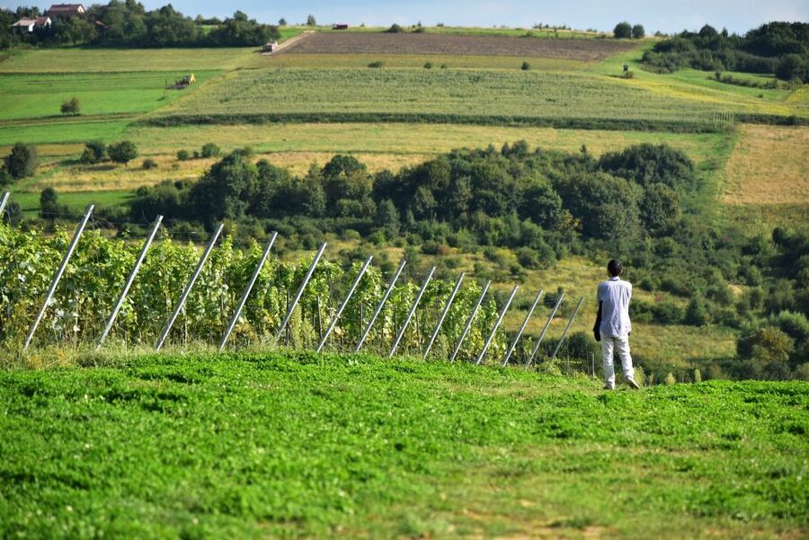 From Krakow: Wine Tasting at Vineyard - Timing, comfort, and practical details