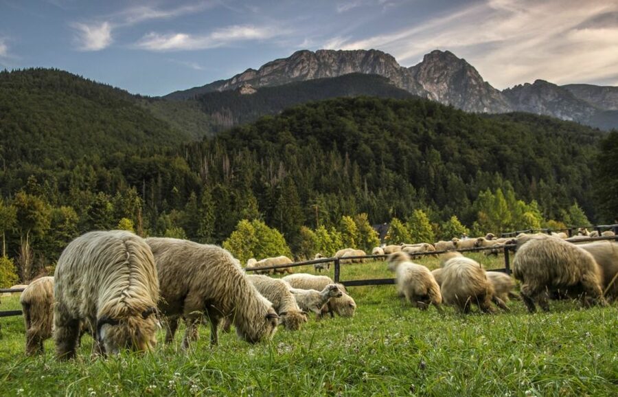 From Krakow: Zakopane & Hot Thermal Springs Private Tour - Riding the Gubałówka Funicular