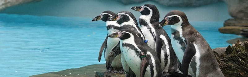 From Krakow: Zoo Trip with Private Luxury Transfer - A city zoo with a forest around it