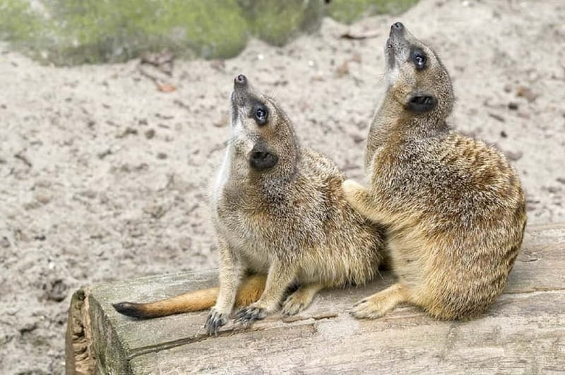 From Krakow: Zoo Trip with Private Luxury Transfer - Why Wolski Forest adds real value