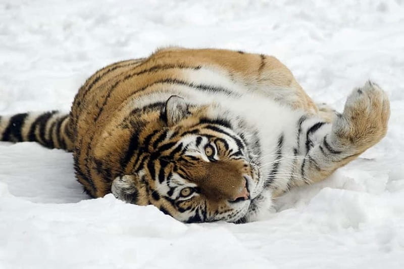 From Krakow: Zoo Trip with Private Luxury Transfer - The private transfer: convenience with a price