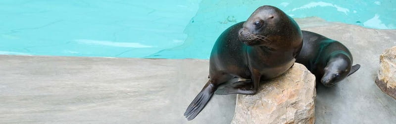 From Krakow: Zoo Trip with Private Luxury Transfer - A simple itinerary from Krakow and back