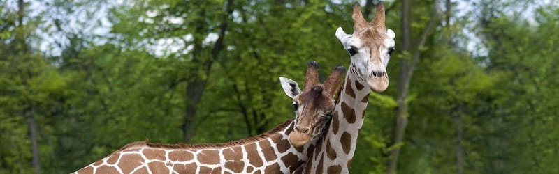 From Krakow: Zoo Trip with Private Luxury Transfer - Who will get the most from this outing