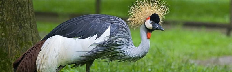From Krakow: Zoo Trip with Private Luxury Transfer - Practical details that affect your day
