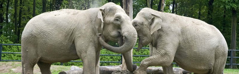 From Krakow: Zoo Trip with Private Luxury Transfer - Should you book this Krakow Zoo trip?