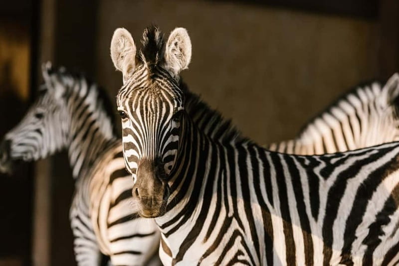 From Krakow: Zoo Trip with Private Luxury Transfer - The animals worth looking for