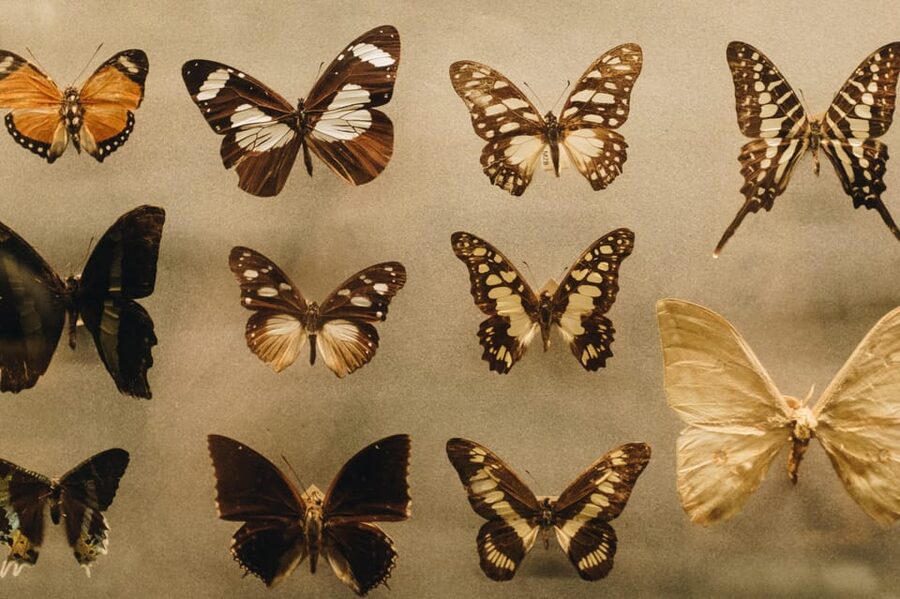 Krakow: Living Butterflies Museum ''House Of Attractions'' - The Price Needs a Careful Check