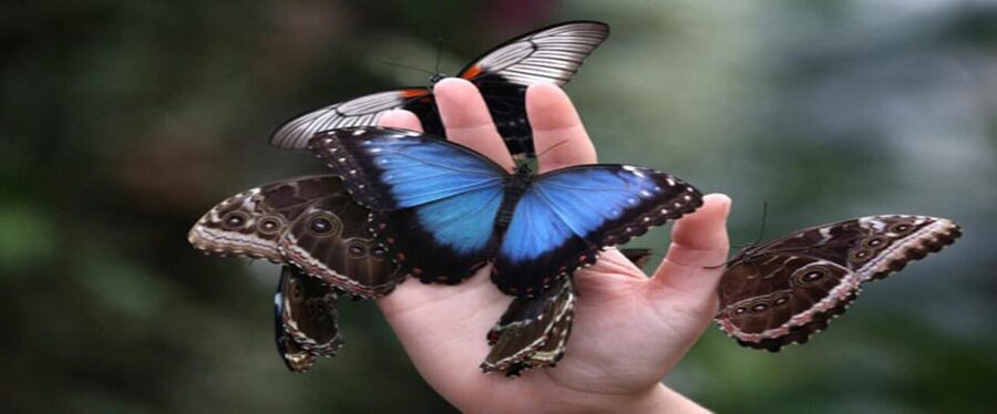 Krakow: Museum of Living Butterflies 2+1 - Key points to know before you go
