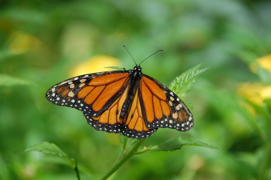 Krakow: Museum of Living Butterflies 2+1 - Meeting species from Poland and distant parts of the world