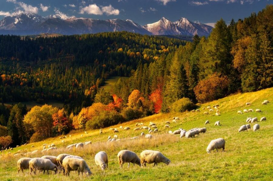 Krakow: Zakopane, Thermal Baths, Cable Car, Vodka, Oscypek - Wielka Krokiew and the highlander food stop