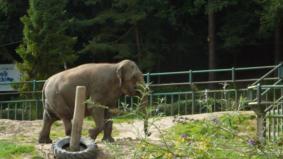 Krakow: Zoo Tour with Private Transport and Tickets - A forest zoo with roots on Wawel Hill