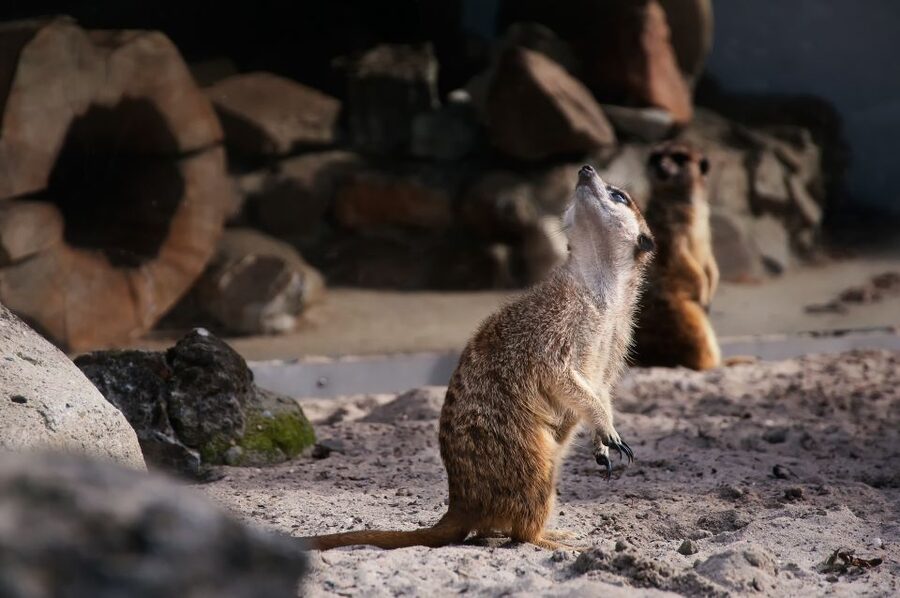 Krakow: Zoo Tour with Private Transport and Tickets - Leaving Krakow with a private driver