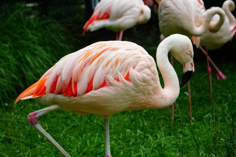 Krakow: Zoo Tour with Private Transport and Tickets - Three hours among familiar and rare animals