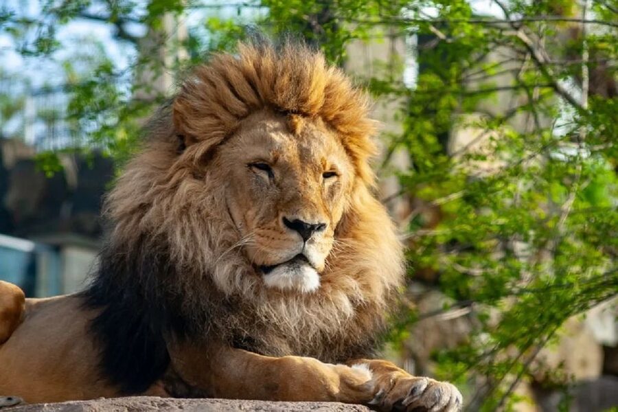 Krakow: Zoo Tour with Private Transport and Tickets - The return ride and your Krakow plans