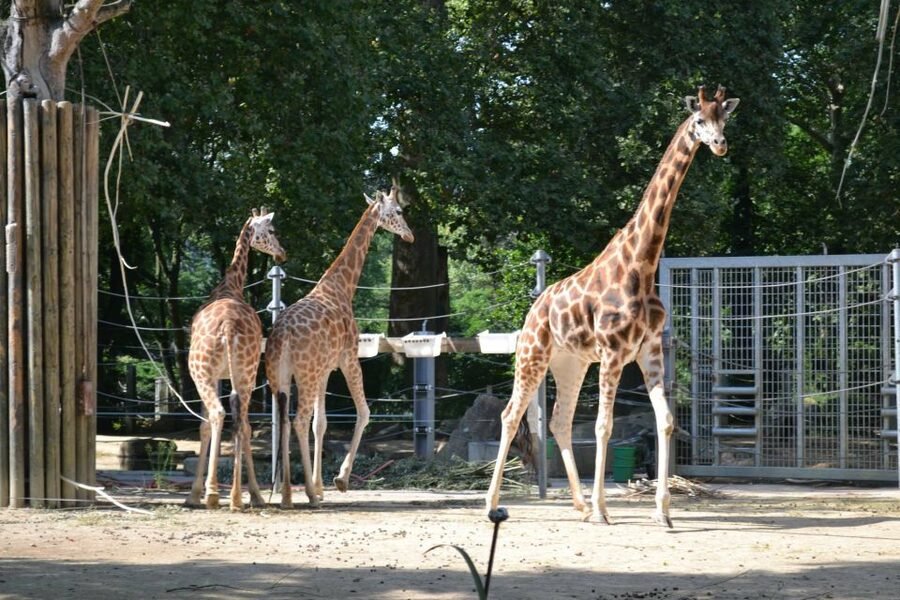 Krakow: Zoo Tour with Private Transport and Tickets - Is $94 per person fair value?
