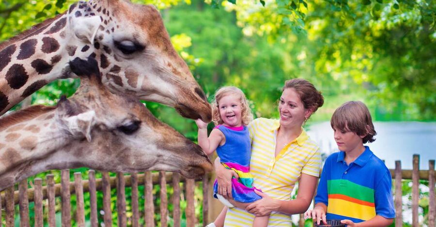 Krakow: Zoo Tour with Private Transport and Tickets - Small details that make the day easier