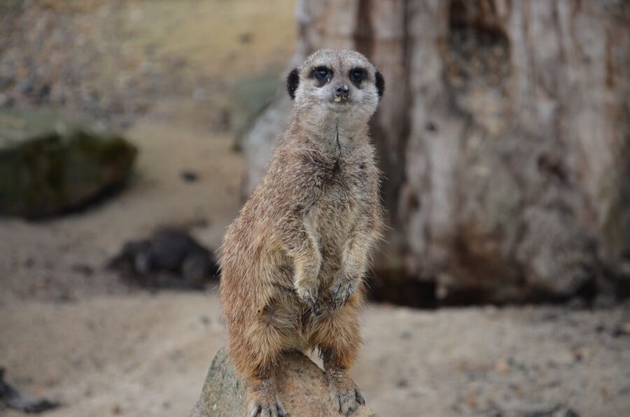Krakow: Zoo with Hotel Pickup - The zoo visit, from giraffes to Amur tigers