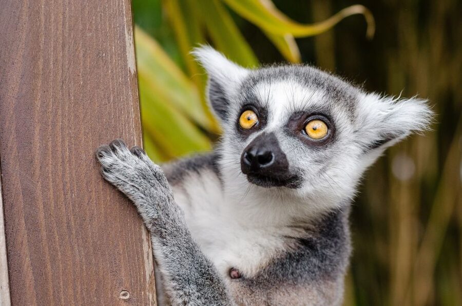 Krakow: Zoo with Hotel Pickup - The mini zoo and animal contact