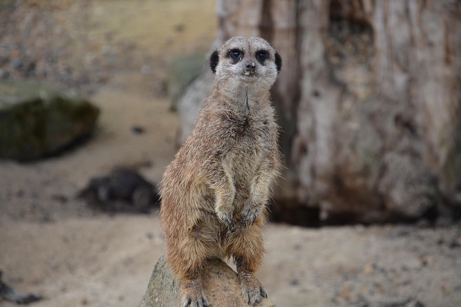 Krakow: Zoo with Hotel Transfer - The 8:30 hotel pickup