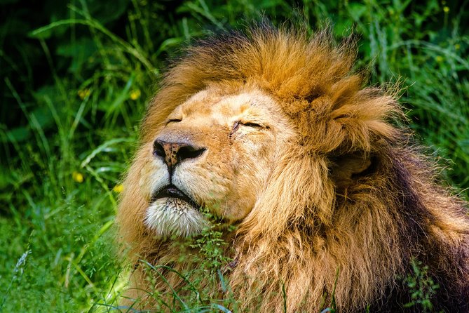 Krakow: Zoo with Hotel Transfer - A 25-minute minivan ride to the zoo