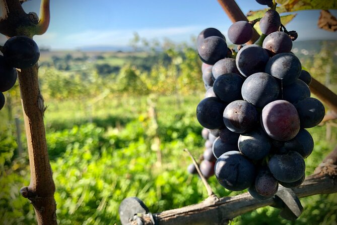 Wieliczka Vineyard: Wine tasting with local snacks - A small vineyard visit near Krakow