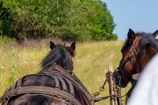Zakopane Horse-Drawn Rides with Local Guide and Food Tasting - Which season gives you the better experience?