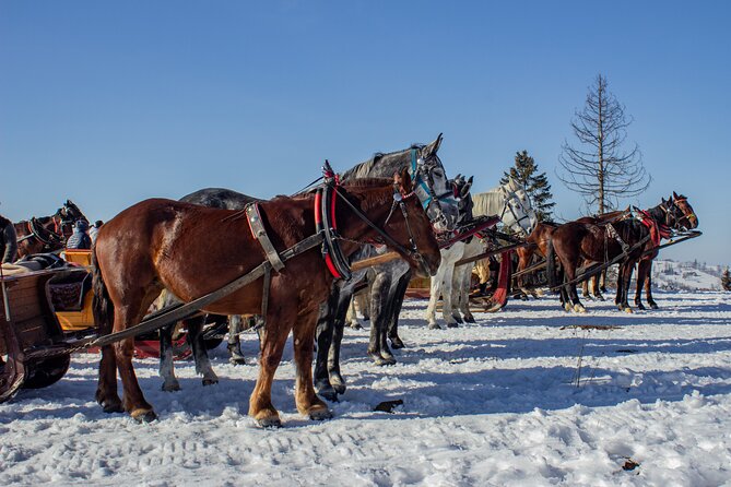Zakopane Horse-Drawn Rides with Local Guide and Food Tasting - What the forest ride feels like