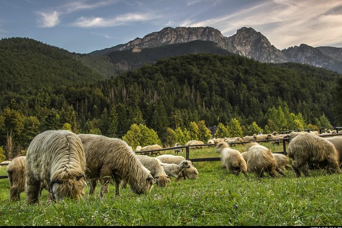 Zakopane & Thermal Springs: Private Tour - Who will enjoy this day most?